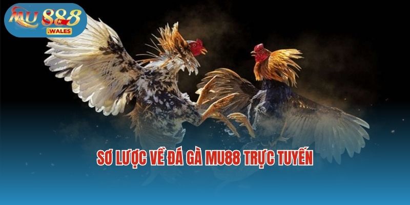 Sơ lược về đá gà Mu88 trực tuyến