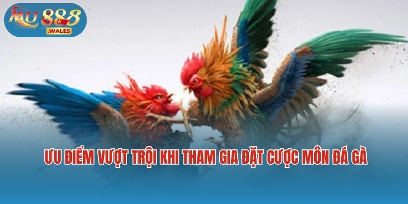 Liệt kê những ưu điểm vượt trội khi tham gia đặt cược môn đá gà