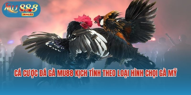 Cá cược đá gà Mu88 kịch tính theo loại hình chọi gà Mỹ