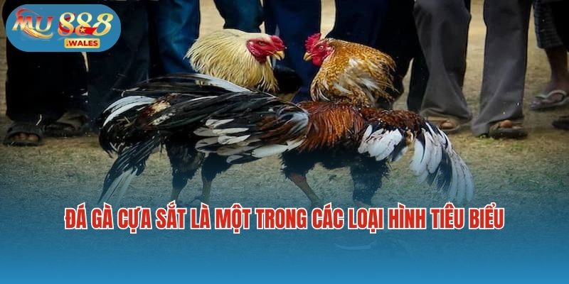 Đá gà cựa sắt là một trong các loại hình tiêu biểu trong đá gà Mu88
