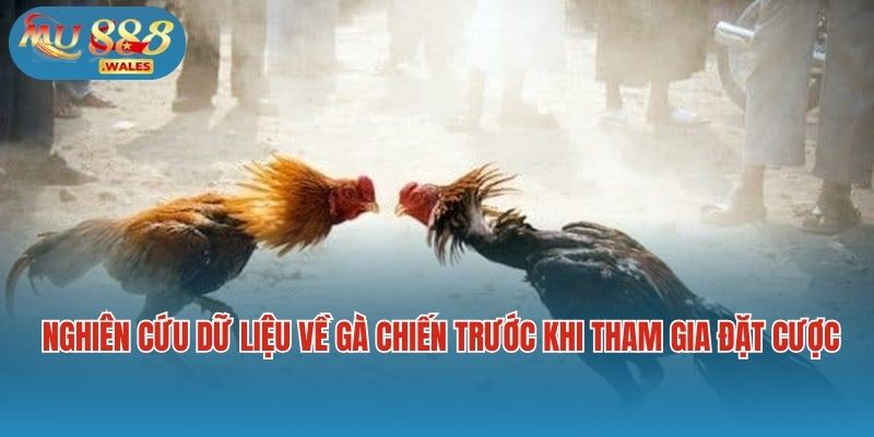 Nghiêm túc nghiên cứu dữ liệu về gà chiến trước khi tham gia đặt cược
