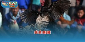 Tham Gia Cá Cược Đá Gà Online Tại Mu88 – Kịch Tính Và Hấp Dẫn!