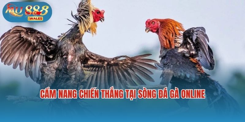 Cẩm nang chiến thắng tại sòng đá gà online