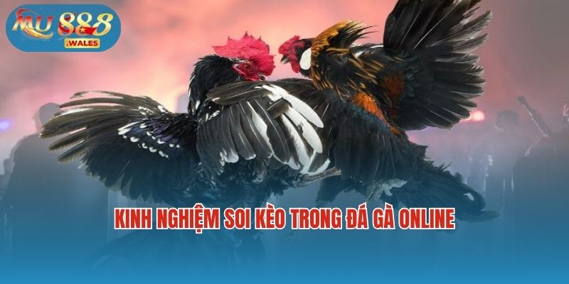 Kinh nghiệm soi kèo trong đá gà online